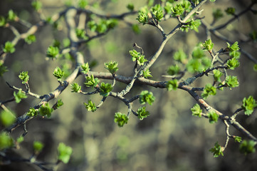 Spring green leaves