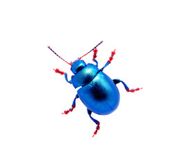Blue beetle - obrazy, fototapety, plakaty