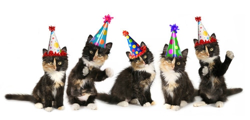 5 Kittens on a White Background With Birthday Hats - 76648429