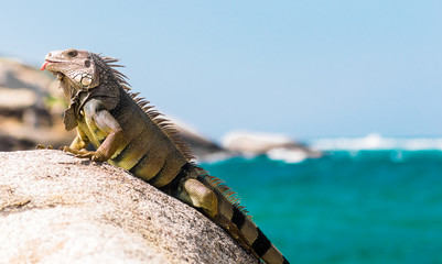 Iguana relaxing on a rock in the sun in National park Tayrona