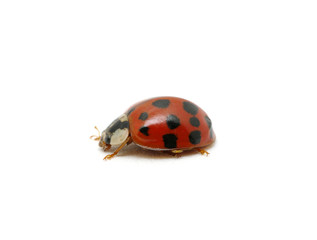 Ladybug