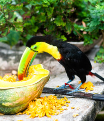 toucan with colorful beak eating a pumkin