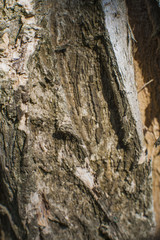 Wood texture