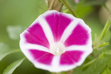 Naklejka premium アサガオの花