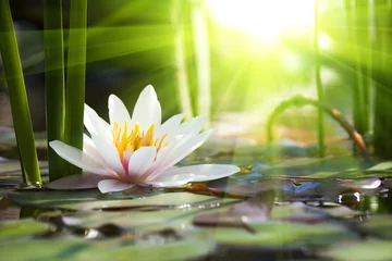 Gartenposter Landschaften Lotus Blume