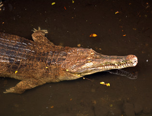 False gharial, Singapore