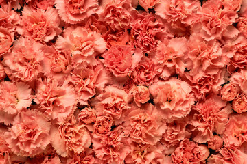 Background of flowers carnations