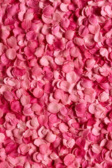 Background of petals