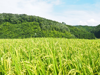 田園