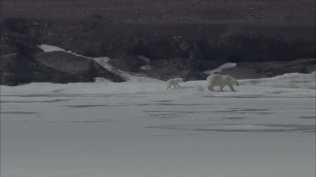 Polar Bear Near Coastline