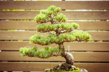 close up of an old bonsai tree in a  flower pot