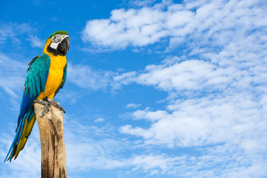 Macaw bird with blue sky background