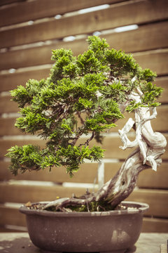 close up of an old bonsai tree in a  flower pot