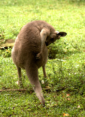 Grey kangaroo, Singapore
