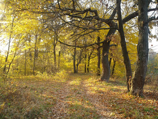 forest in autumn