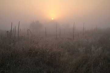 dry grass in the meadow 