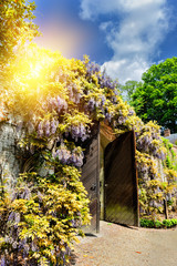 Old wooden gate in a city park with wisteria flowers