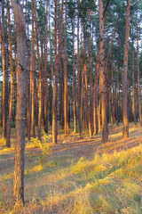 Forest illuminated by the evening sun