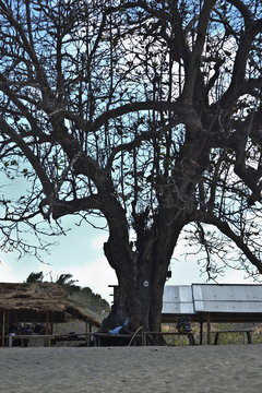 Albero in spiaggia