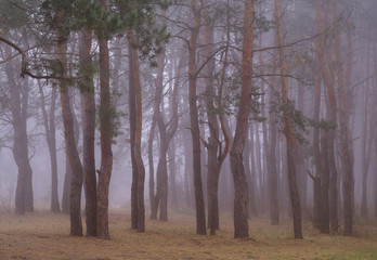 Fototapeta na wymiar Autumn forest in the morning mist