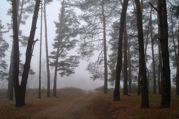 Fototapeta na wymiar Autumn forest in the morning mist