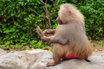 Fototapeta premium Hamadryas baboon, Singapore