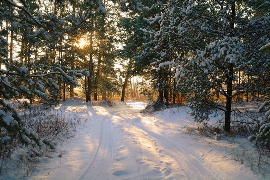 Fototapeta Magic sunrise in the snowy forest