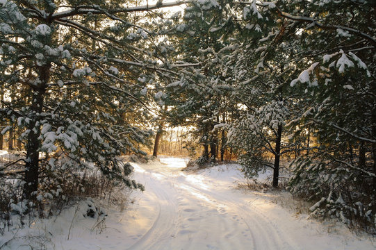 Fototapeta Magic sunrise in the snowy forest