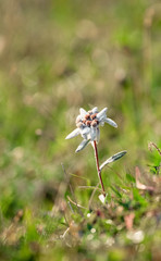 edelweiss