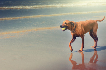 Dog playing with ball