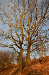 Fototapeta na wymiar Lebensabend - Kahle Bäume in warmen Licht