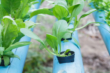 Chinese cabbage and Chrysanthemum coronarium