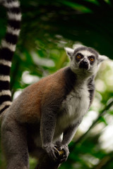 Ring-tailed lemur, Singapore