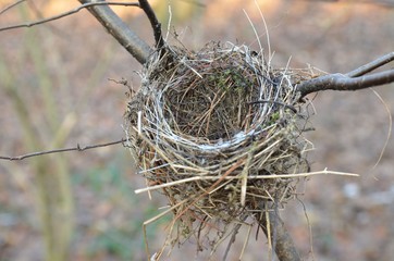Kleines  Vogelnest im Baum