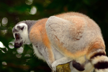 Ring-tailed lemur, Singapore