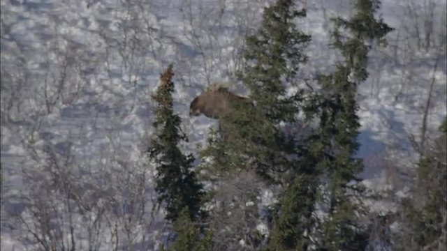 Frozen Tundra Elk