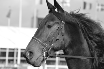 trotteur cheval