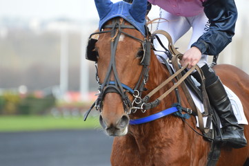 trotteur cheval