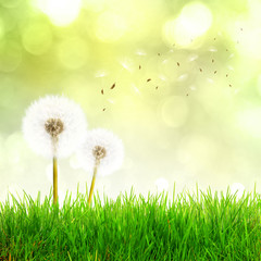 Schöne Landschaft im Frühling