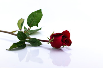 red rose isolated with shadow horizontally