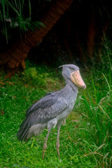 Flamingos, Jurong Bird Park, Singapore