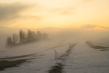 Polne maki pośród traw i kwiatów polnych © Mike Mareen