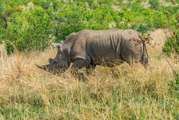 Fototapeta premium Rhinoceros, Pilanesberg national park. South Africa.