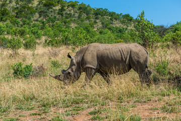 Fototapeta premium Rhinoceros, Pilanesberg national park. South Africa.