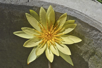 fiore asiatico