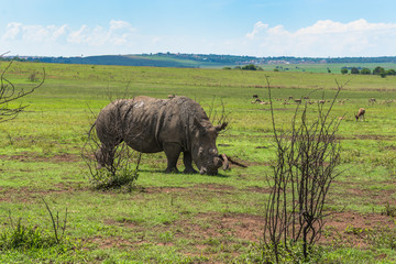 Rhinoceros, rhino, Pilanesberg national park. South Africa.