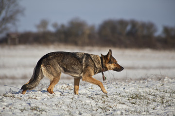 Schäferhund