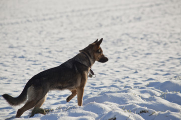 Schäferhund