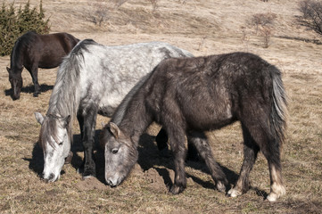 Highland hinnies grazing on winter mountain meadow