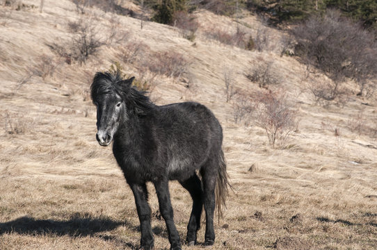 Young highland hinny grazing on winter mountain meadow